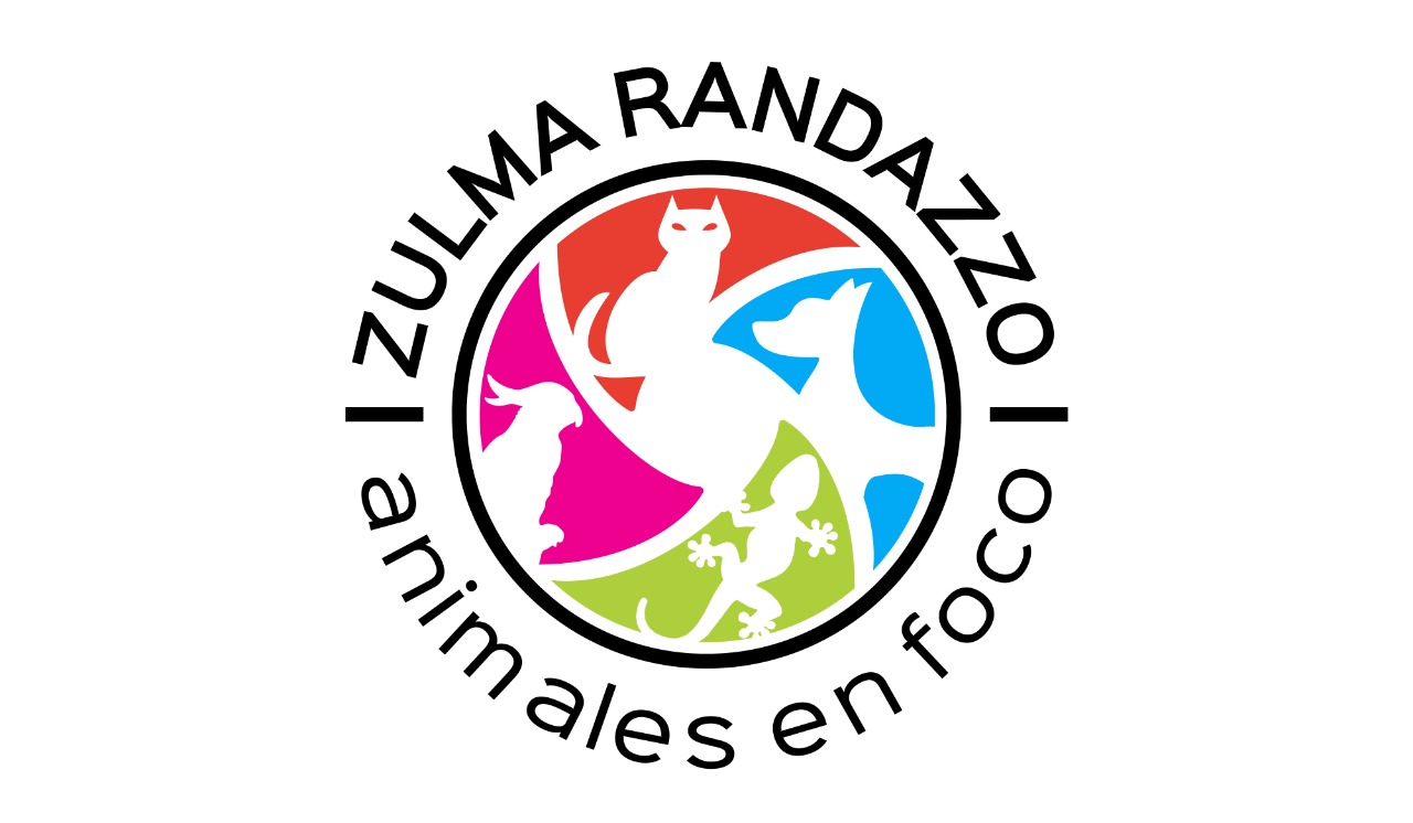 Animales en foco logo